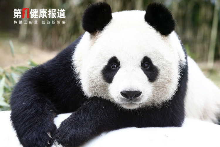 大熊猫“降级”，中国让濒危物种绝处逢生