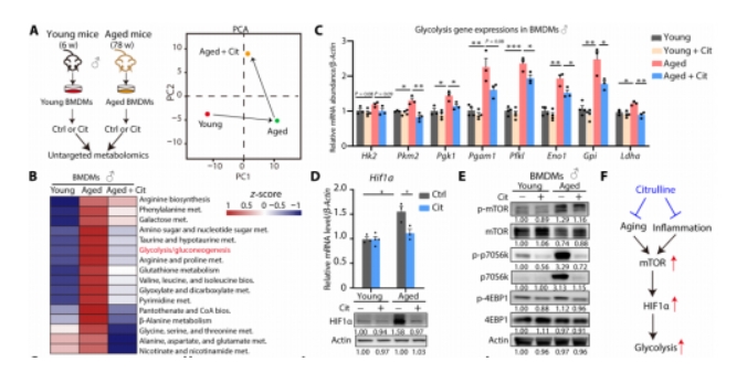 中西医融合视角下看八子补肾的衰老破解之道