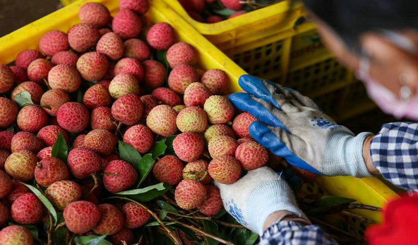 荔枝壳煮水去火真能行？