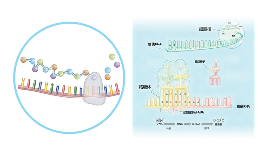 科学家重现约40亿年前RNA与氨基酸的“第一次连接”