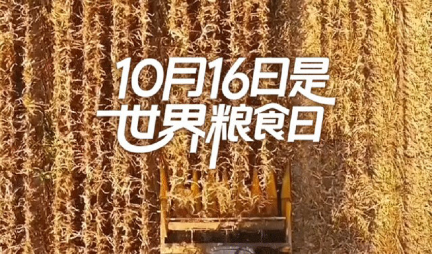 世界粮食日 | 我国秋粮收获已过六成