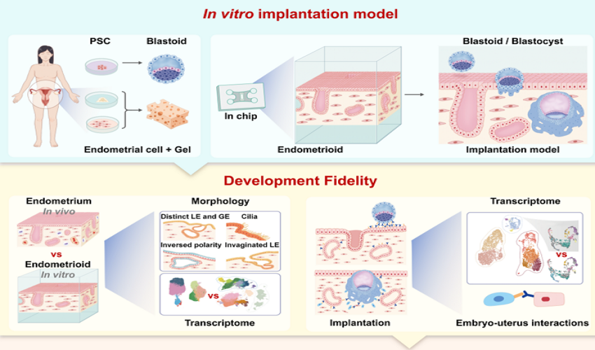 点亮希望！新技术有望探明胚胎移植失败原因